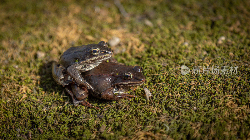 正在交配的林蛙或林蛙(Lithobates sylvaticus)，雌雄林蛙。